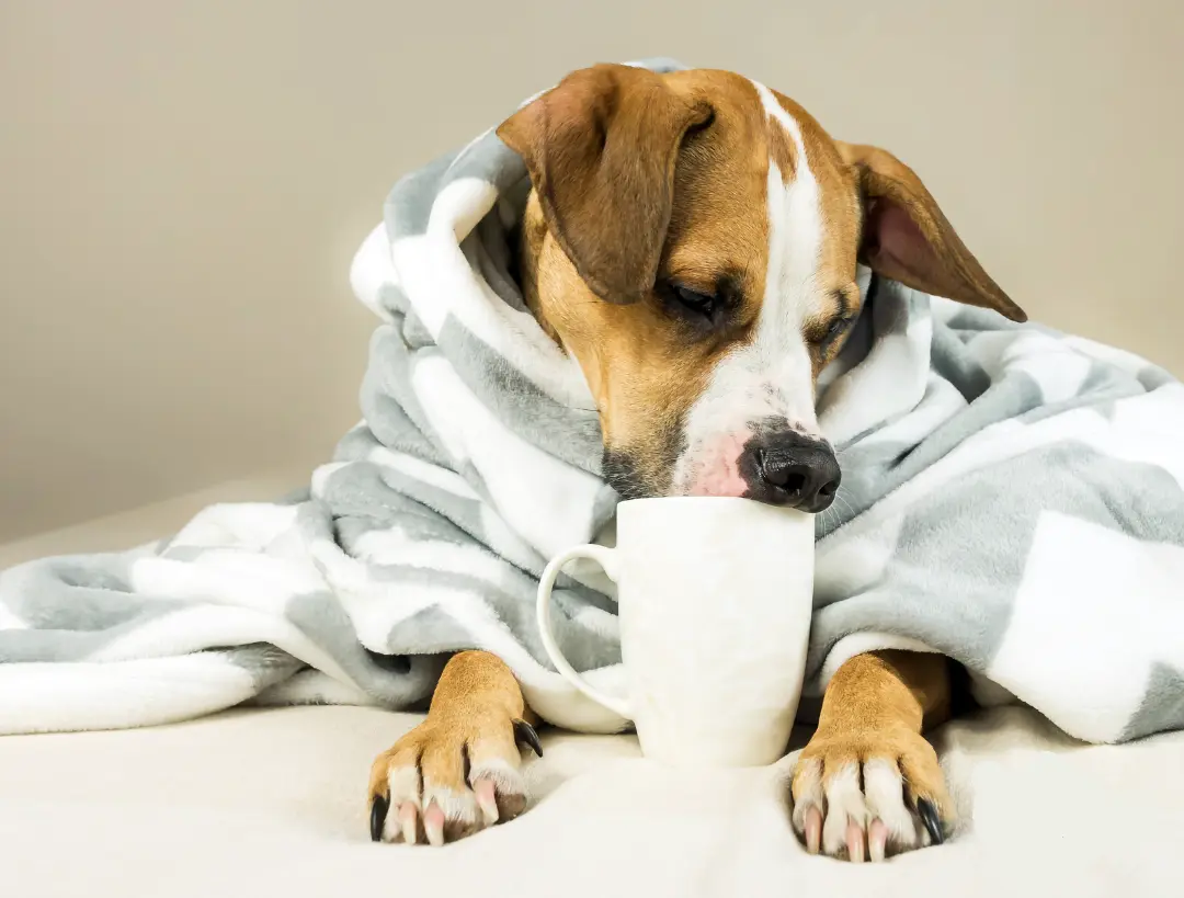 A dog staying warm in the winter