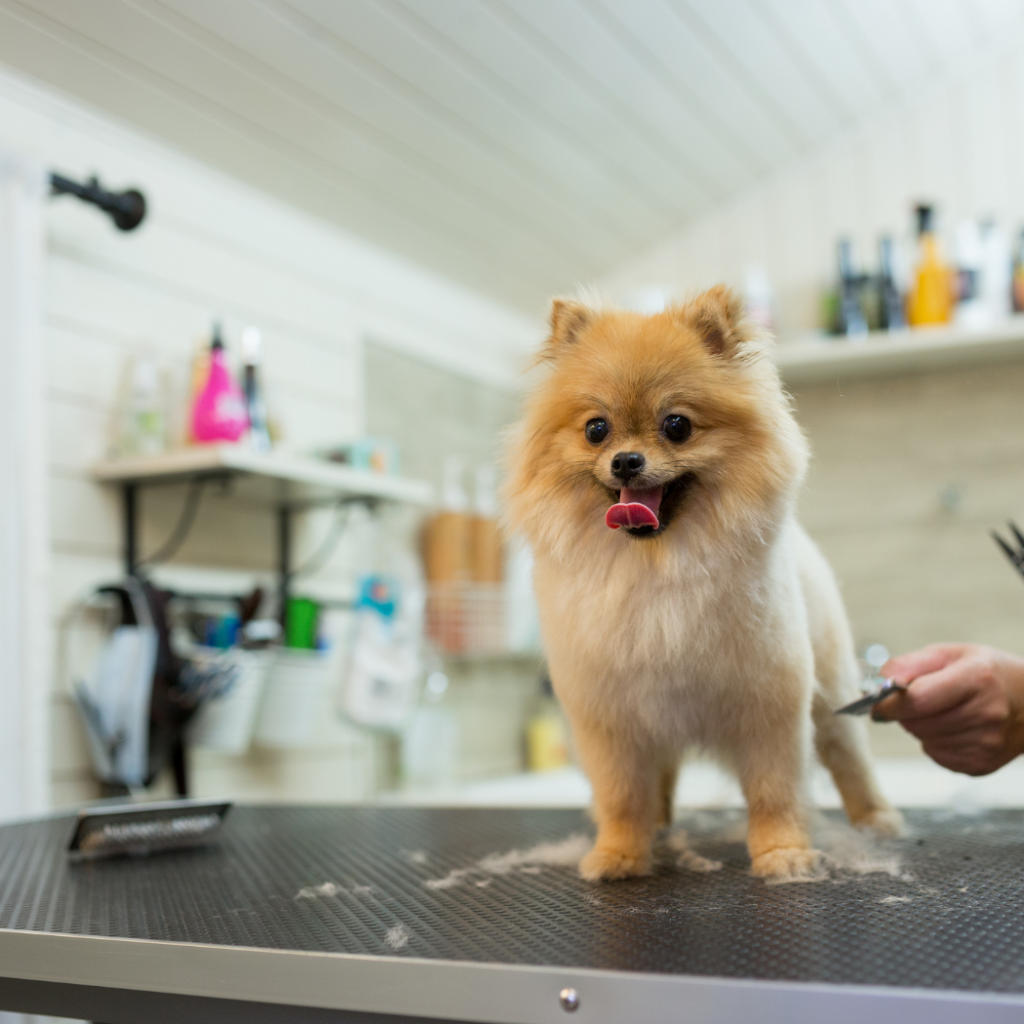 A dog being groomed - pet grooming Woodmere NY