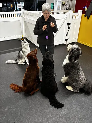 about the Barrie Inn family-owned pet care Woodmere, NY. Professional dog training services