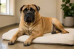 Extra Large dog boarding at The Barrie Inn