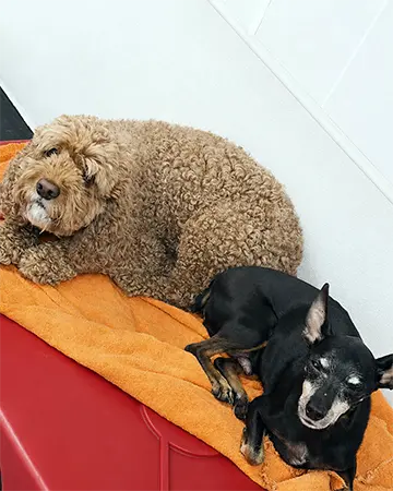 Dogs sharing a bed