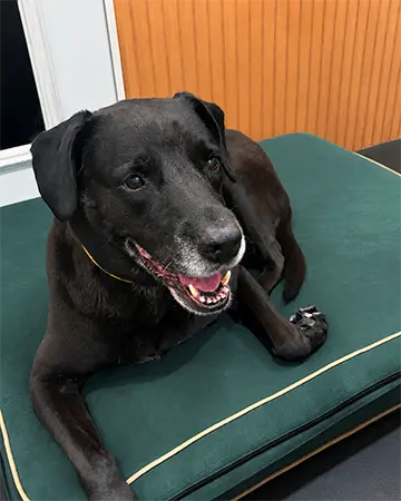 Dog Boarding at The Barrie Inn