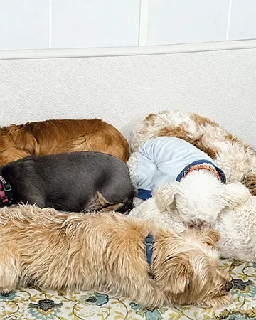 A group of dogs sleeping at The Barrie Inn. A real dog pack.