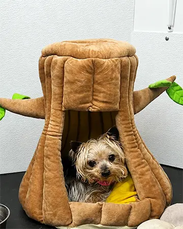 A dog being boarded The Barrie Inn inside a cute dog bed.