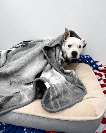 A dog being boarded at the Barrie Inn laying on a doggy bed