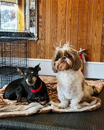 Cageless Boarding for Dogs With Special Needs at The Barrie Inn