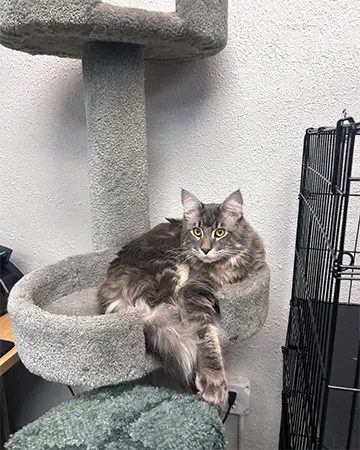 Cat Boarding services