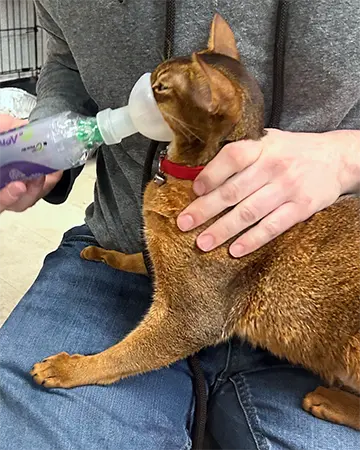Cat care at The Barrie Inn