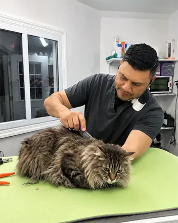 Grooming for Long-Haired Cats