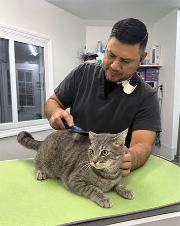 Grooming for Short-Haired Cats