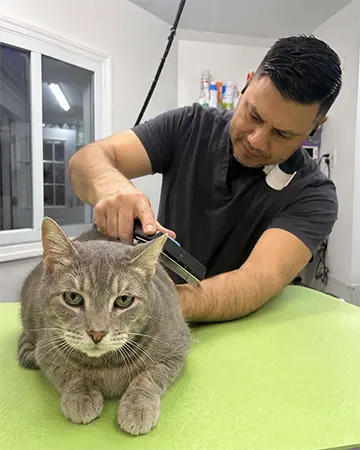 Grooming for Senior Cats
