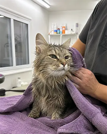 Grooming for Nervous or Anxious Cats at The Barrie Inn