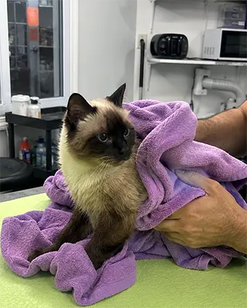 Feline Grooming Add-On Services