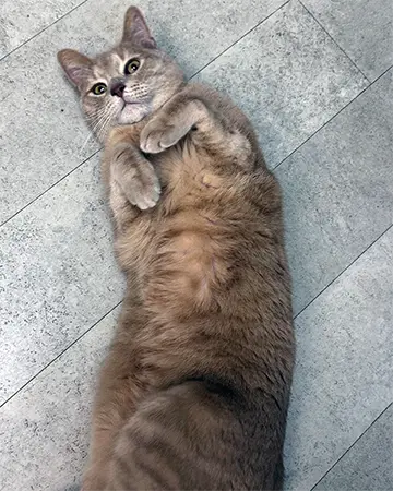 Professional cat grooming services from The Barrie Inn