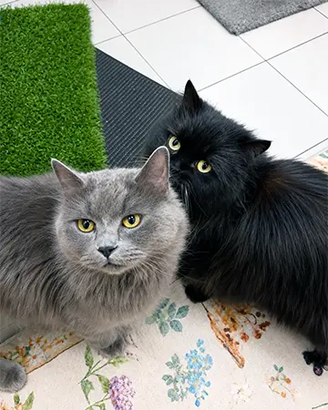 2 friendly cats after grooming