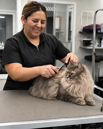 Feline Grooming services