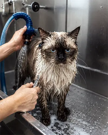 Cat Bathing and Coat Cleaning