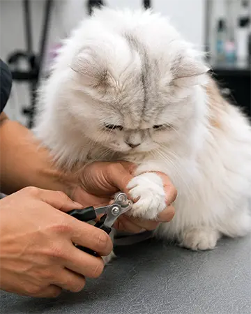 Cat Nail Clipping and Trimming