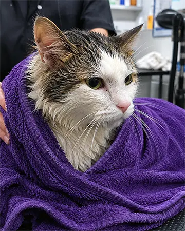 Sanitary Trimming for Cats
