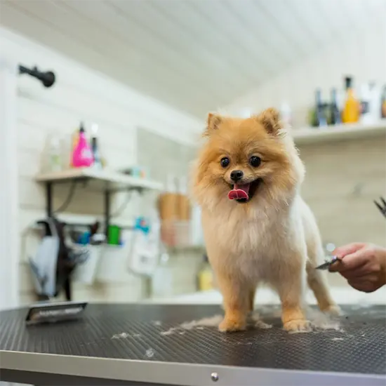 A dog being groomed - pet grooming Woodmere NY