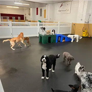 Doggy Day Care at the Fido Fitness Club - Dogs playing together.