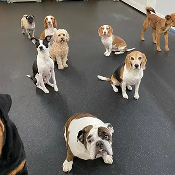 Dogs enjoying Doggy Day Care