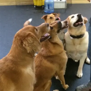 dogs playing and making friends