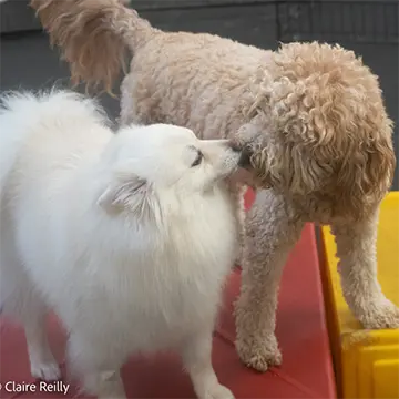 2 dogs kissing at the Fido Fitness Club