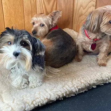 Supervised dog day care.