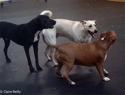 3 dogs enjoying dog day care.