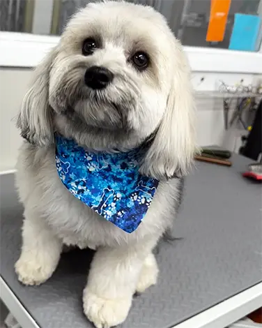 Dog grooming services from the Barrie Inn