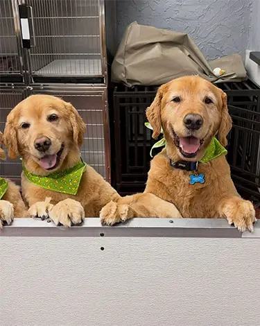 Cage-less Boarding service
