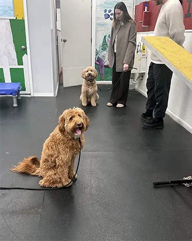Dog training at the Barrie Inn.