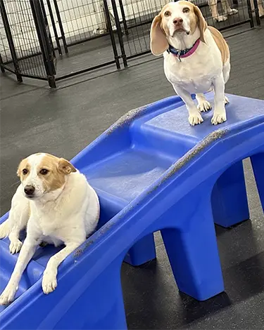 Doggy Day Care