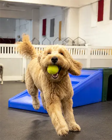 The Barrie Inn offers a climate-controlled, supervised environment for dogs to play, exercise, and socialize.