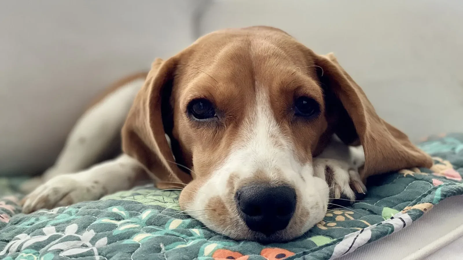 Beagle resting comfortably on a sofa cushion in a bright living room