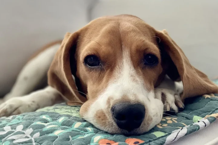 Beagle resting comfortably on a sofa cushion in a bright living room