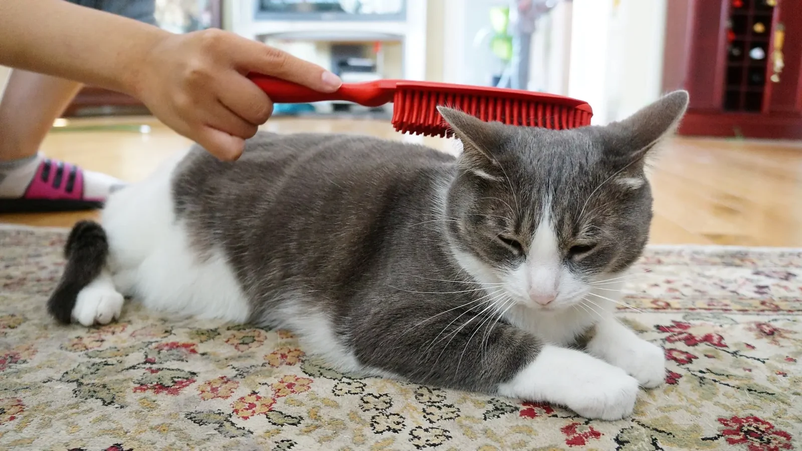 A cat being gently brushed on a rug by its owner — professional cat grooming and brushing