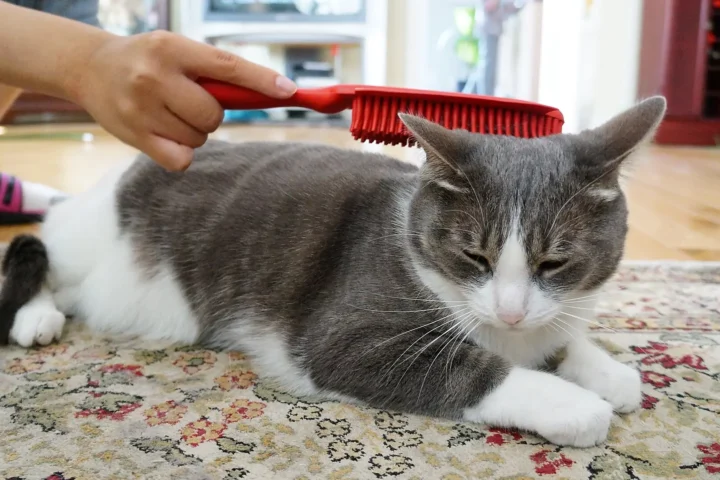 A cat being gently brushed on a rug by its owner — professional cat grooming and brushing