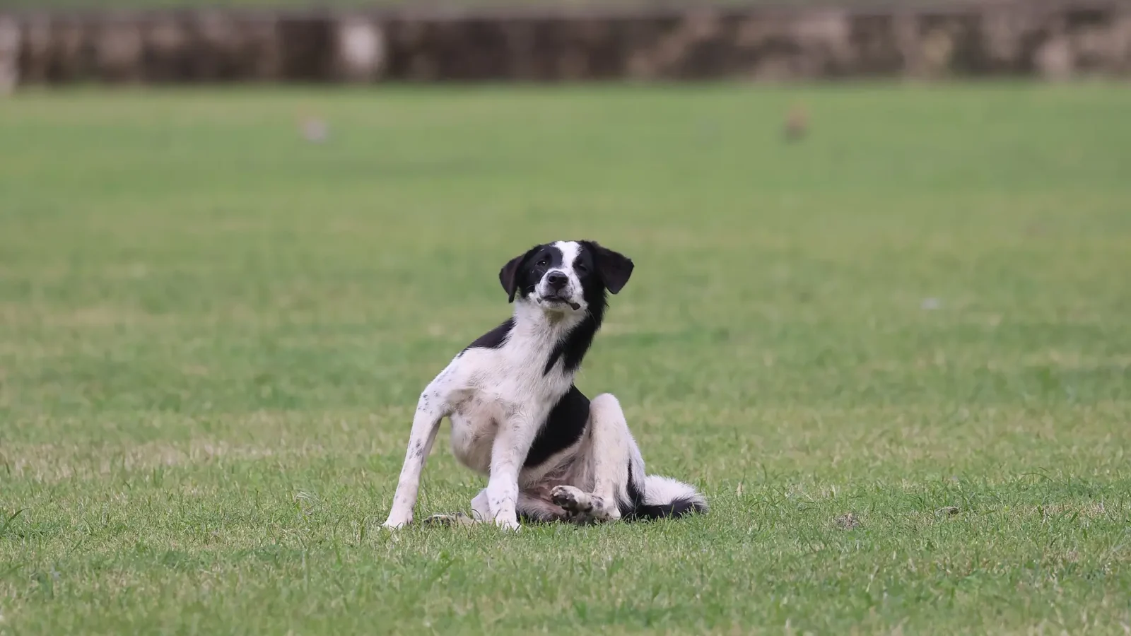 Black and white dog sitting in a green field with hind leg raised, scratching its neck — a common sign of skin irritation or hot spots