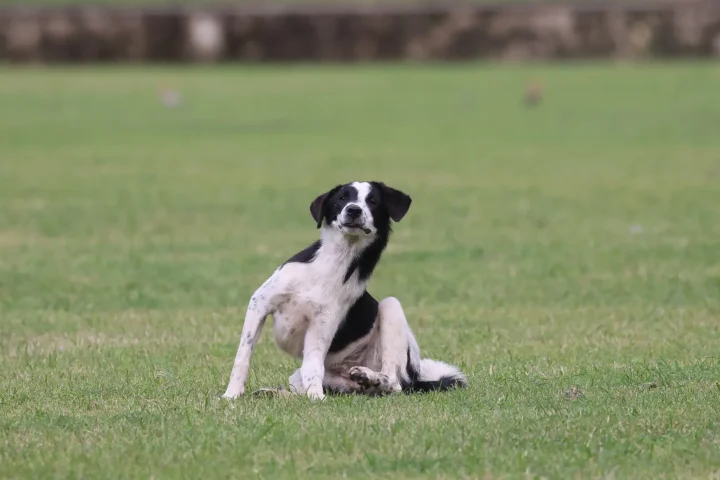Black and white dog sitting in a green field with hind leg raised, scratching its neck — a common sign of skin irritation or hot spots