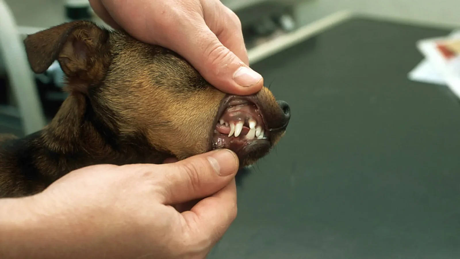 Veterinarian gently lifting a dog's lip to examine its teeth during a dental checkup — proper dog teeth cleaning starts with regular inspection