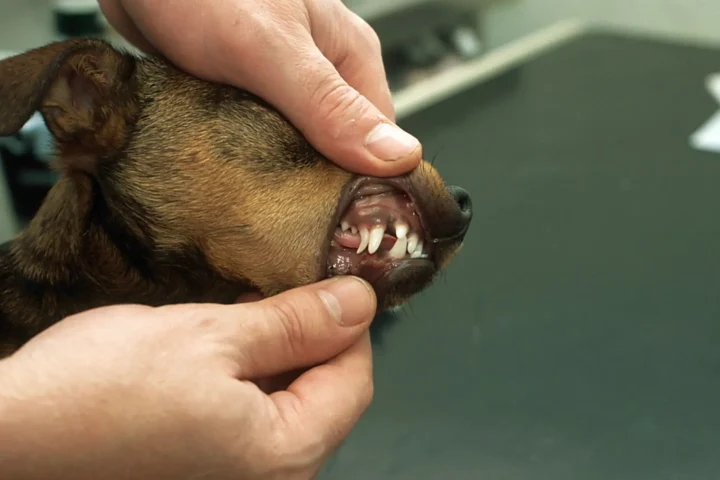 Veterinarian gently lifting a dog's lip to examine its teeth during a dental checkup — proper dog teeth cleaning starts with regular inspection