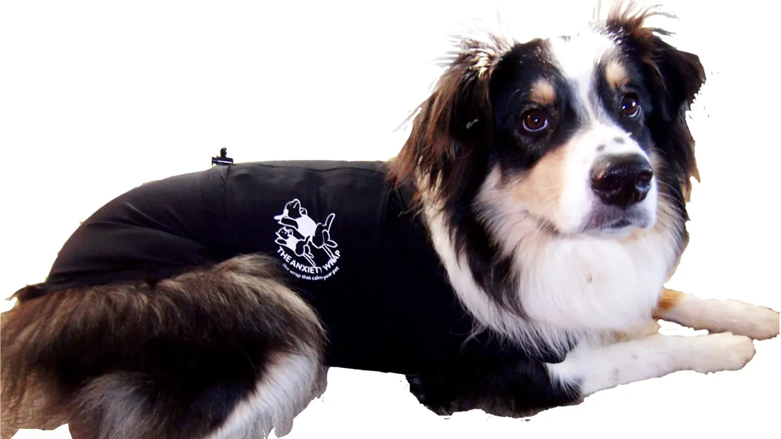 Australian Shepherd wearing a black anxiety wrap, lying calmly — a product designed to help dogs stay calm during fireworks and storms