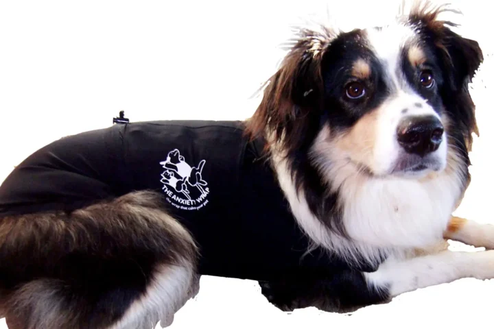 Australian Shepherd wearing a black anxiety wrap, lying calmly — a product designed to help dogs stay calm during fireworks and storms