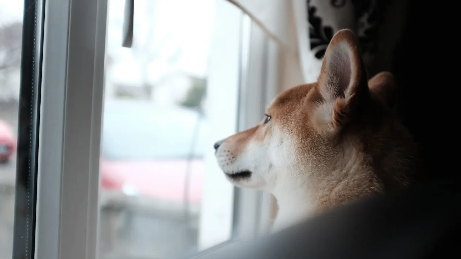 Leaving Your Dog Alone: What You Need to Know as a dog is seen calmly looking out a window from inside a bright home, waiting for its owner