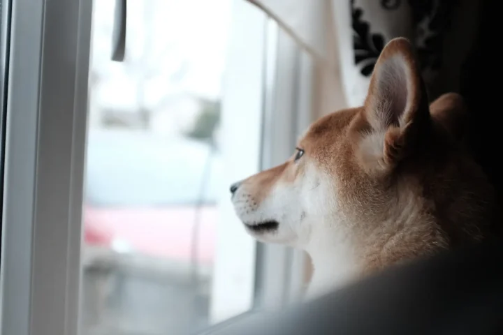 Leaving Your Dog Alone: What You Need to Know as a dog is seen calmly looking out a window from inside a bright home, waiting for its owner