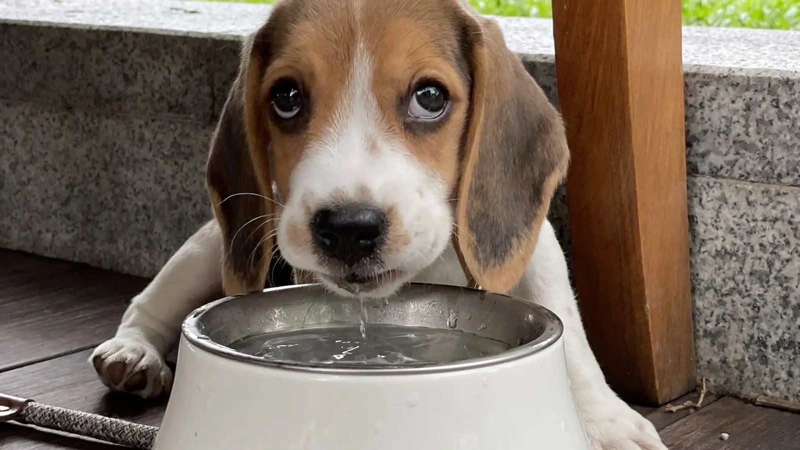 Beagle puppy drinking water from a metal bowl outdoors on a sunny summer day - Keep Your Dog Hydrated and Healthy This Summer with Pedialyte for Dogs!