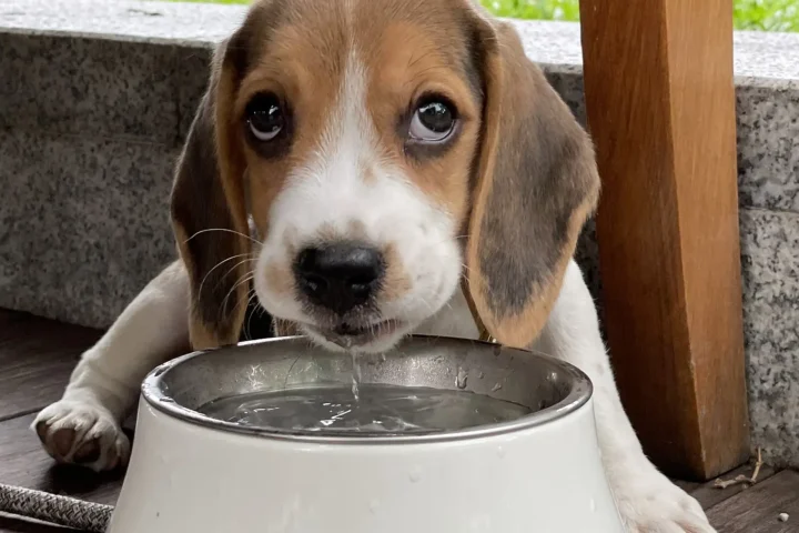 Beagle puppy drinking water from a metal bowl outdoors on a sunny summer day - Keep Your Dog Hydrated and Healthy This Summer with Pedialyte for Dogs!
