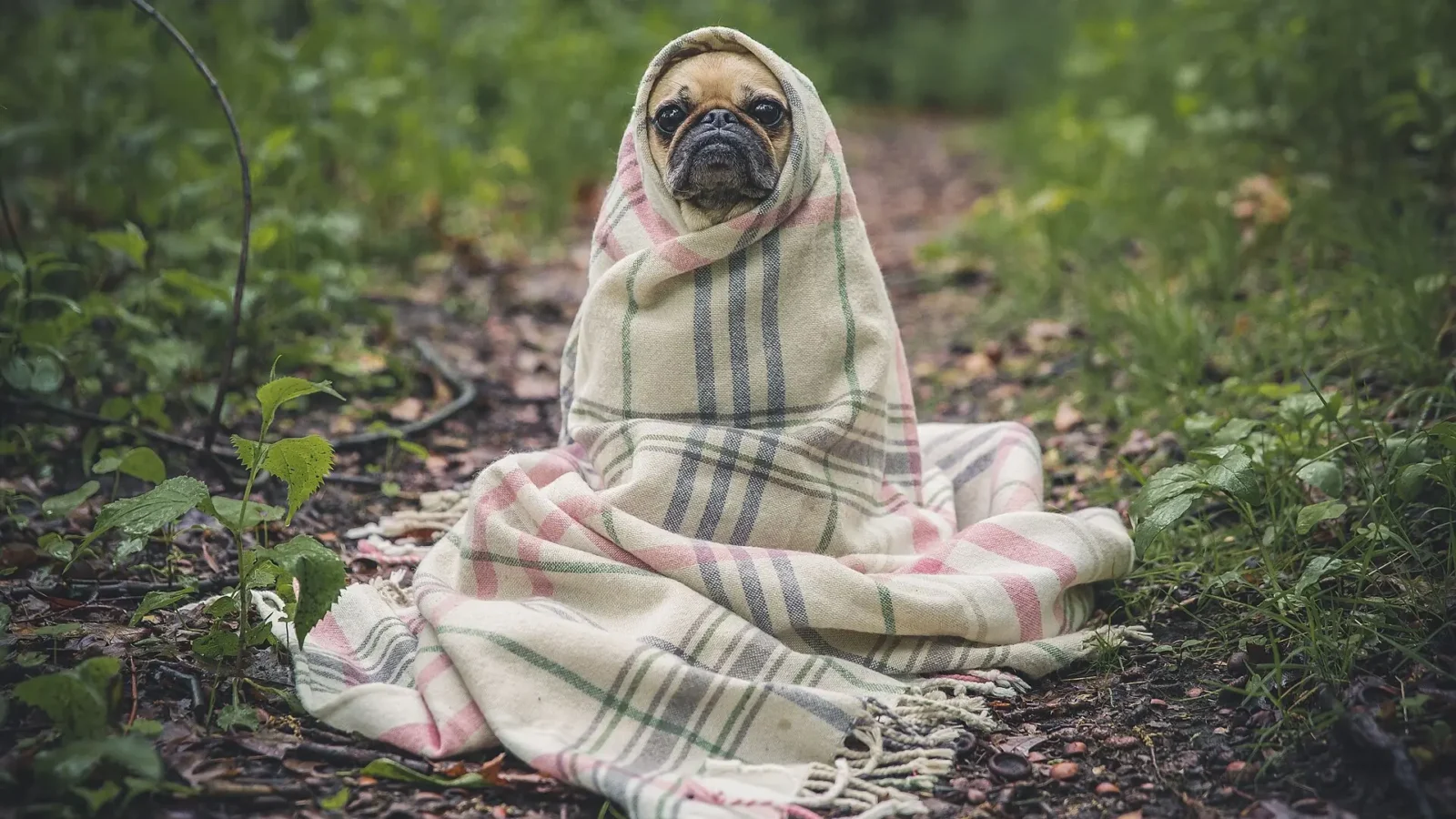 A pug snugly wrapped in a warm blanket, feeling safe and cared for